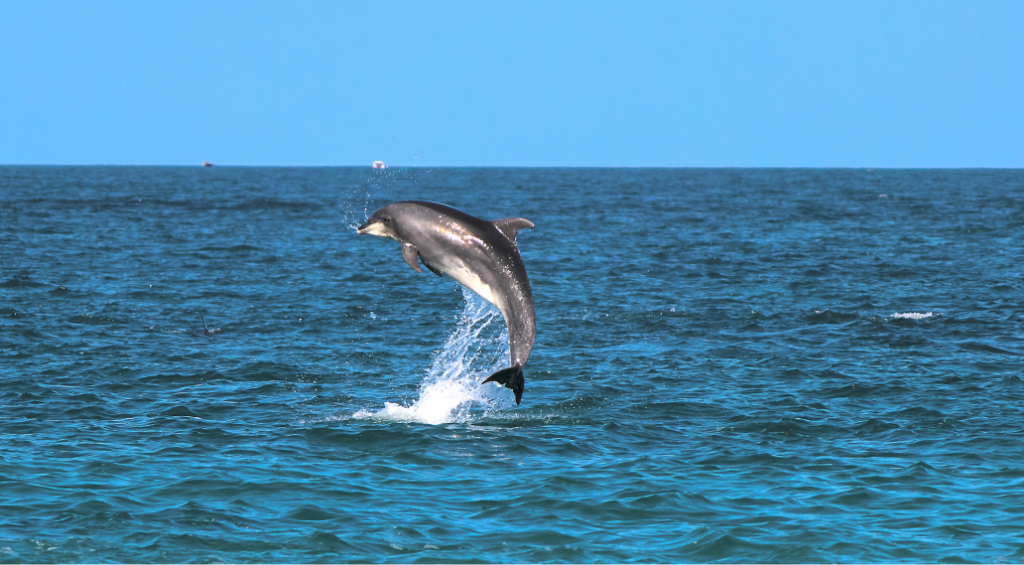 delphin mittelmeer
