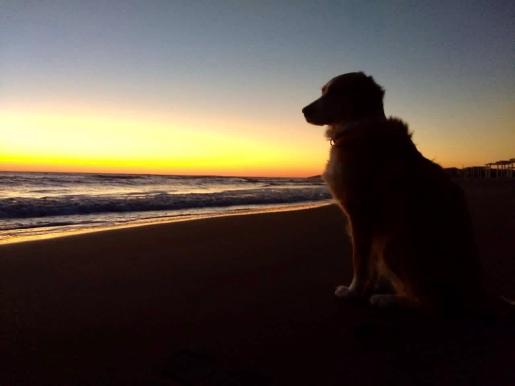 hund am strand