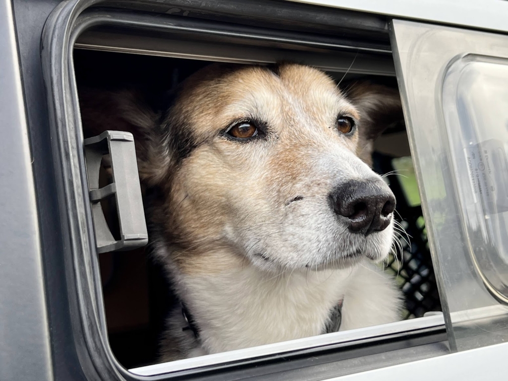 reisen mit hund auto