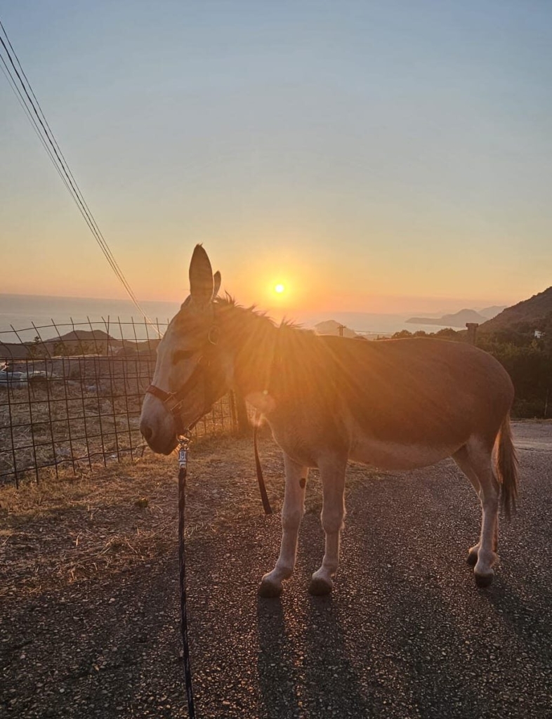 romeo bei sonnenuntergang 2